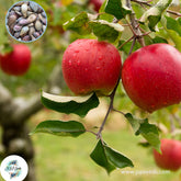 30 Apple Giant Red Sweet Delicious Fruit Tree Home Bonsai Plants Hot Seeds